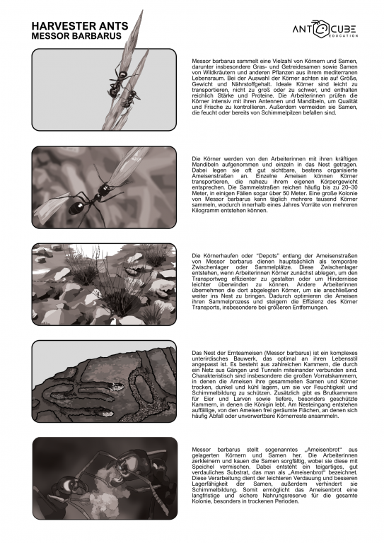 Poster - Ernteameisen - Messor barbarus Lebensweise - 70x50